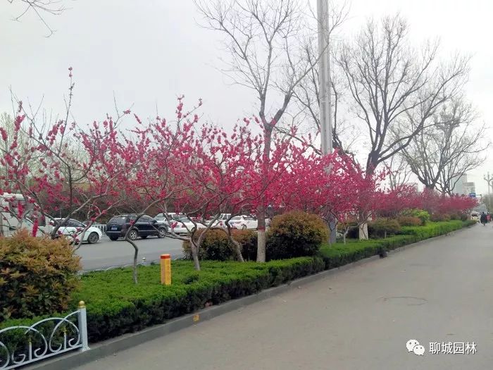 聊城花園路小學最新,聊城花園路小學最新動態(tài)與進展