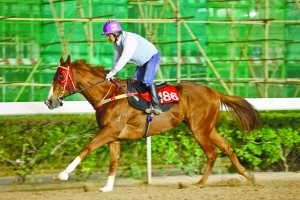 澳門今晚開特馬四不像圖,澳門今晚開特馬四不像圖，警惕背后的風(fēng)險與犯罪問題