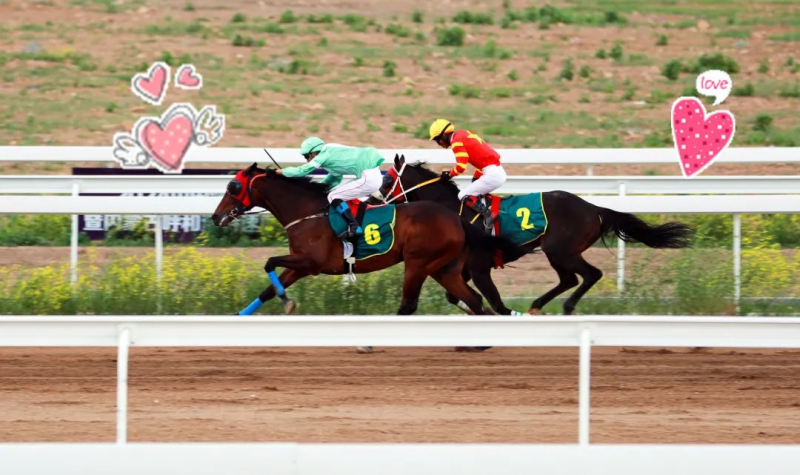 今晚澳門特馬開什么今晚四不像,今晚澳門特馬揭曉，四不像的奇幻之旅