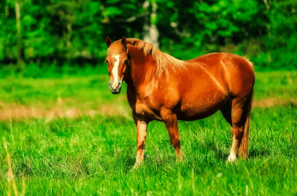 2024今晚澳門開特馬四不像,探索澳門特馬，四不像的魅力與期待