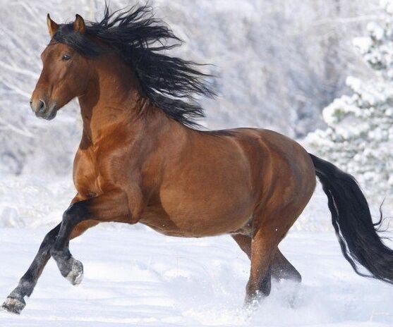 今晚澳門馬出什么特馬,今晚澳門馬會出哪些特馬？探索馬會文化的魅力與神秘預測