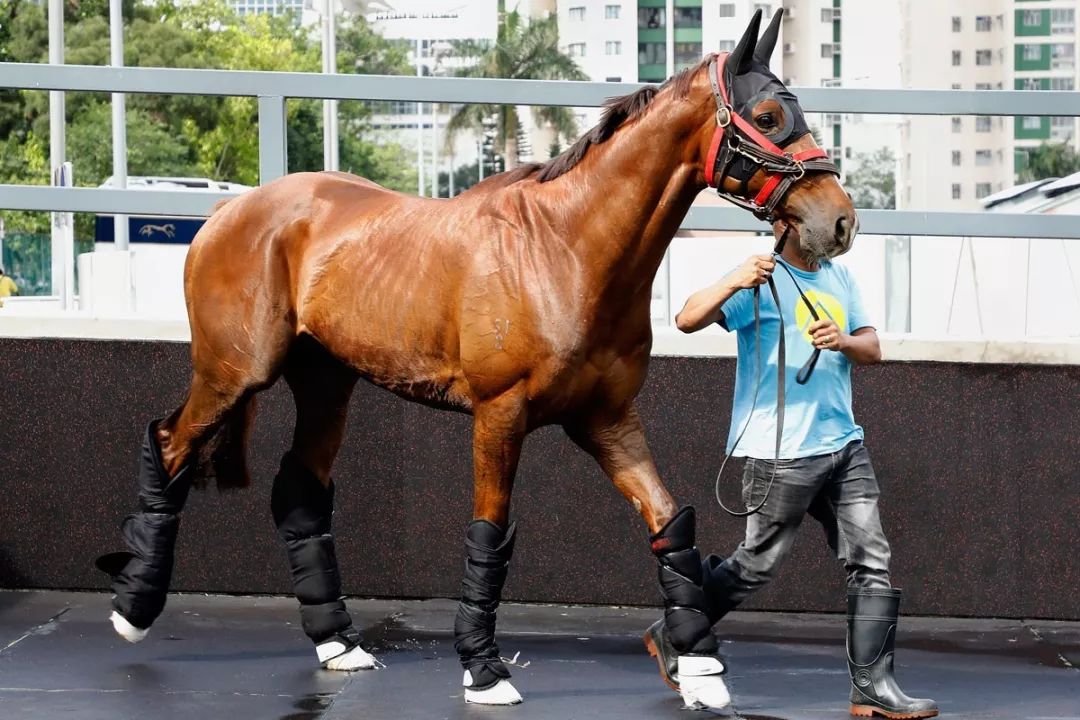 今晚澳門特馬開什么今晚四不像,今晚澳門特馬開什么，探索未知的神秘之旅