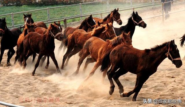 今晚澳門特馬開什么今晚四不像,今晚澳門特馬開什么，探索未知與理性看待四不像