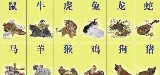 一肖一碼,一肖一碼，探索數(shù)字與生肖的奧秘